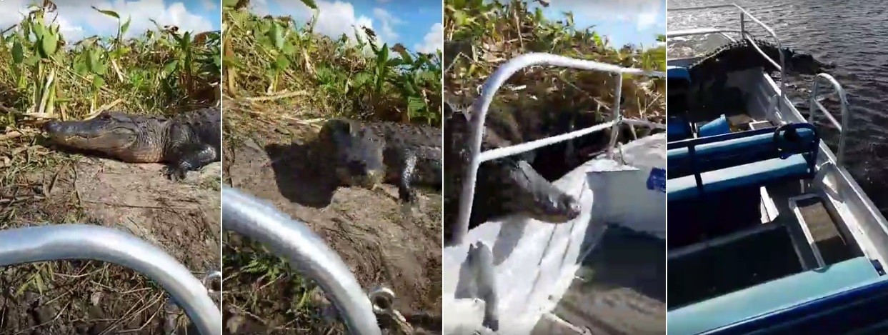 Um 'convidado' indesejado em barco na Flórida