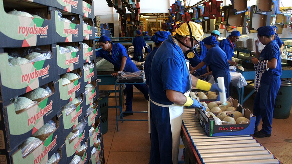 Mercado externo representa cerca de 50% da produção nacional de melão (Foto: Anderson Barbosa/G1)