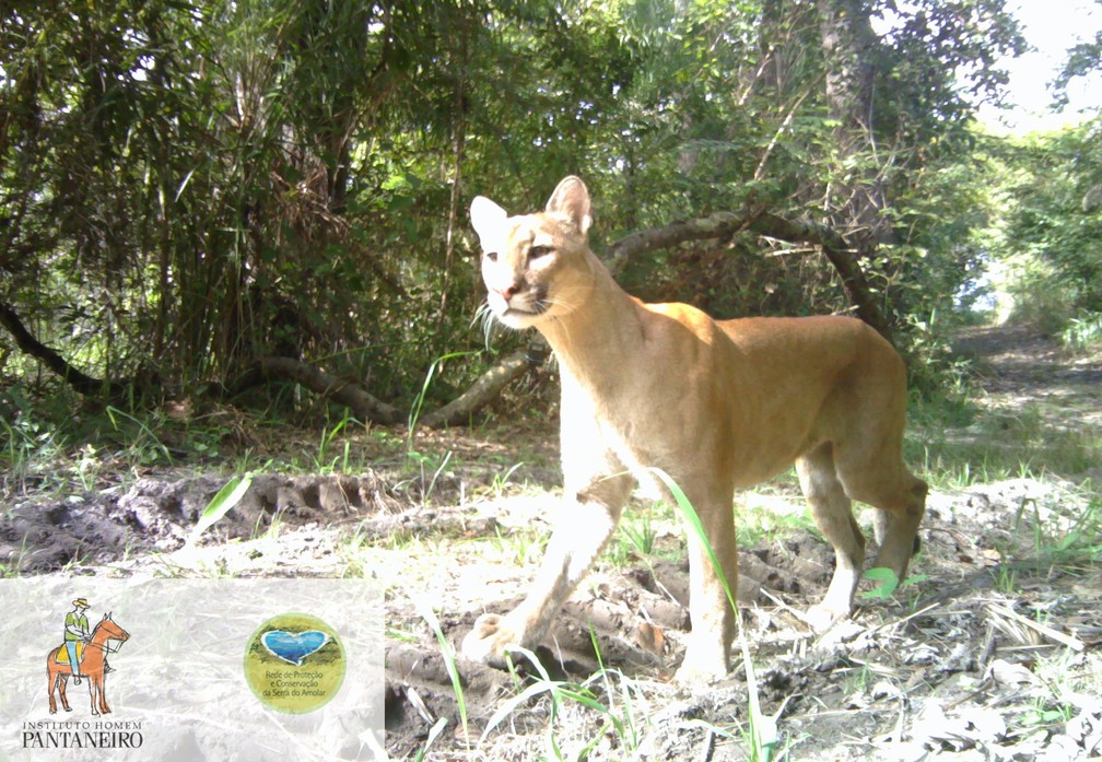 Imagem de uma onÃ§a parda que cruzou o caminho da 'camera trap' do Instituto Homem Pantaneiro â Foto: DivulgaÃ§Ã£o/Instituto Homem Pantaneiro