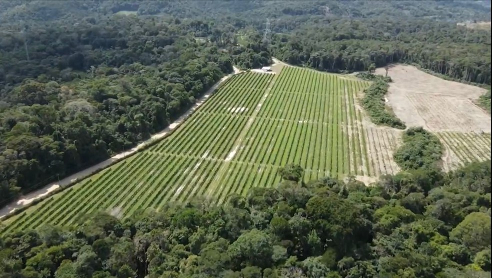 Planta&ccedil;&atilde;o de pitaia na Zona Rural de Manaus. &mdash; Foto: Rede Amaz&ocirc;nica