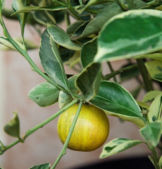 Laranja-kinkan com flores perfumadas. Imagem produzida para ilustrar a matÈria sobre o paisagismo com ·rvores frutÌferas em vasos na varanda de 22,5 metros quadrados, de um apartamento em HigienÛpolis, com projeto do escritÛrio Pateo Arquitetura e Paisagi (Foto: Evelyn Müller/Editora Globo)