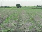Excesso de chuva afeta a produção de hortaliças da Bahia