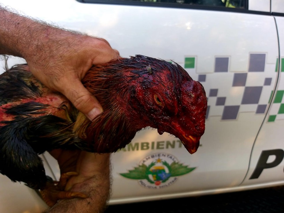 Aves foram encontradas em situação de maus tratos — Foto: Polícia Ambiental