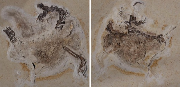 Fóssil de dinossauro retirado ilegalmente do Brasil gera disputa com Alemanha; entenda (Foto: Reprodução/Instagram @naturkundemuseumkarlsruhe)