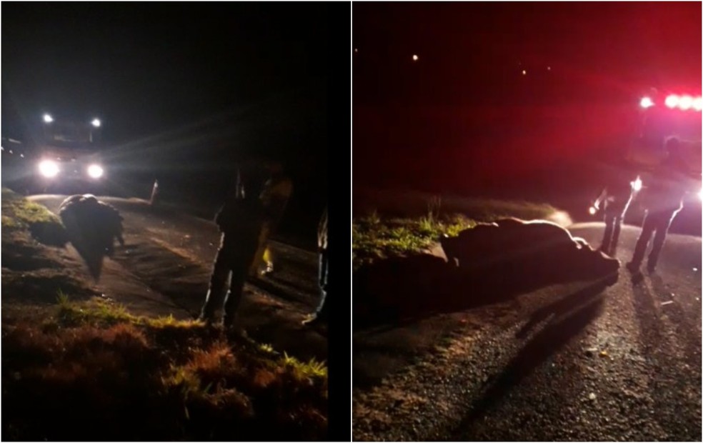 Vaca solta em rodovia provoca acidente em Porangaba — Foto: O Cubo Notícias/ Reprodução 