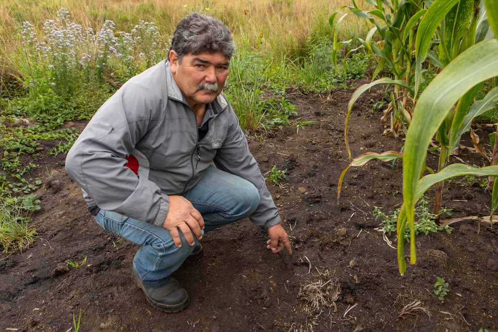 Secretário de Agricultura de Capão Alto, Cláudio Antunes mostra pegadas de javali em milharal — Foto: Celso Tavares/G1