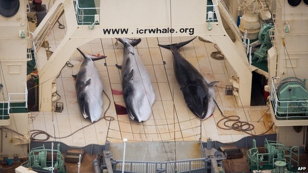 Por ano, entre 300 e 400 baleias são mortas no Japão para pesquisas, segundo o paÃ­s, para avaliar os nÃ­veis de população dos animais (Foto: AFP)