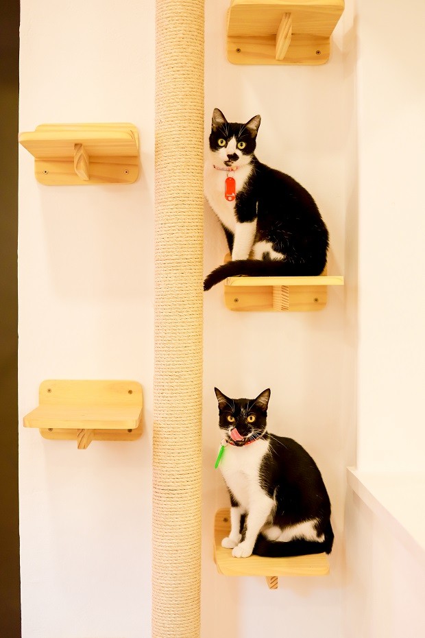 Café temático no RJ promove adoção de gatos - Casa Vogue | Restaurantes