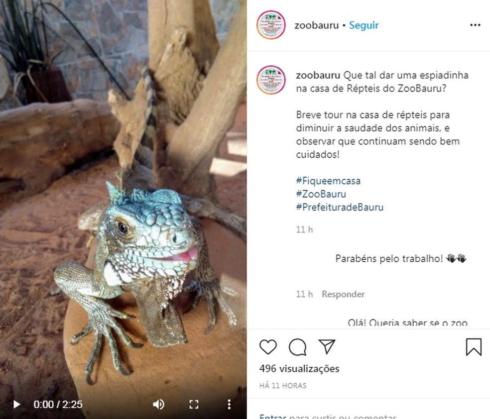 Zoológico de Bauru promove ação online com os animais durante período de quarentena — Foto: Reprodução/Redes sociais