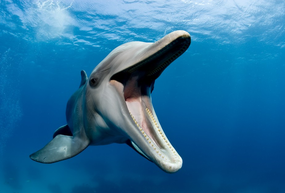 Golfinhos sentem prazer durante acasalamento por conta do tamanho do clitóris das fêmeas, aponta estudo