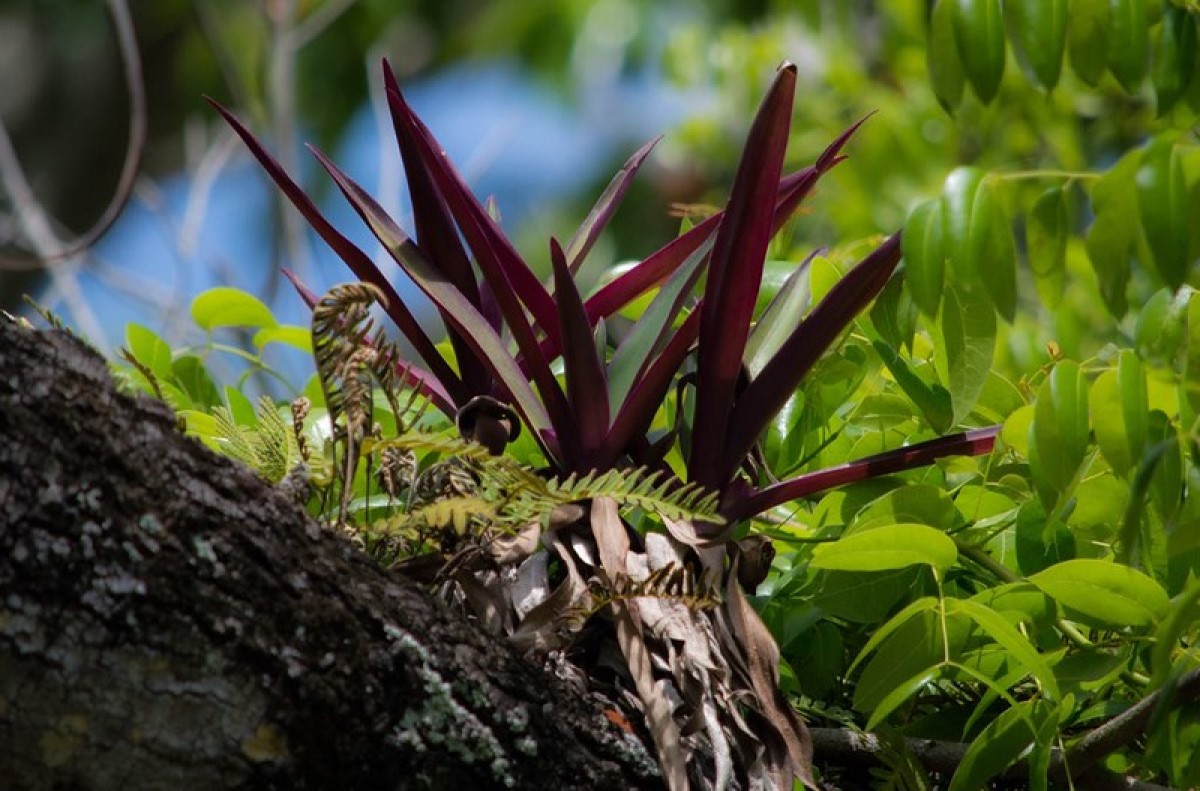 Cuidado, o abacaxi-roxo pode se tornar invasivo em determinadas situações (Foto: Flickr / ACEZandEIGHTZ / CreativeCommons)