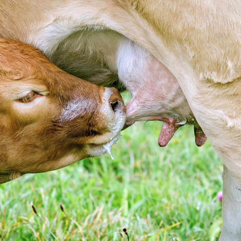 Outros mamíferos, a lactase não está presente em adultos - as vacas adultas não têm lactase ativa, nem cães ou gatos, por exemplo — Foto: Pixabay