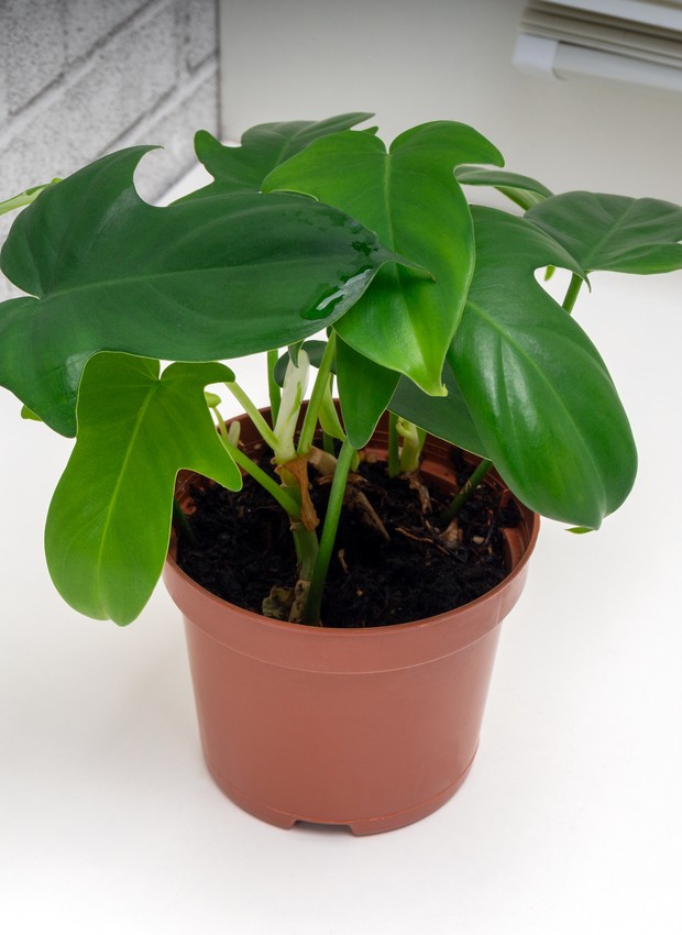 Como escolher plantas para ambientes fechados – Blog Metal Land