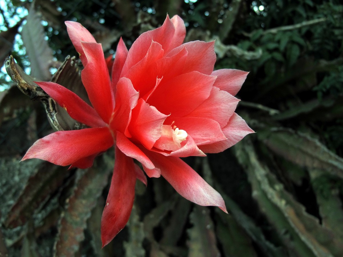 Disocactus ackermannii: conheça o cacto com flores vermelhas e vistosas |  Paisagismo | Casa e Jardim