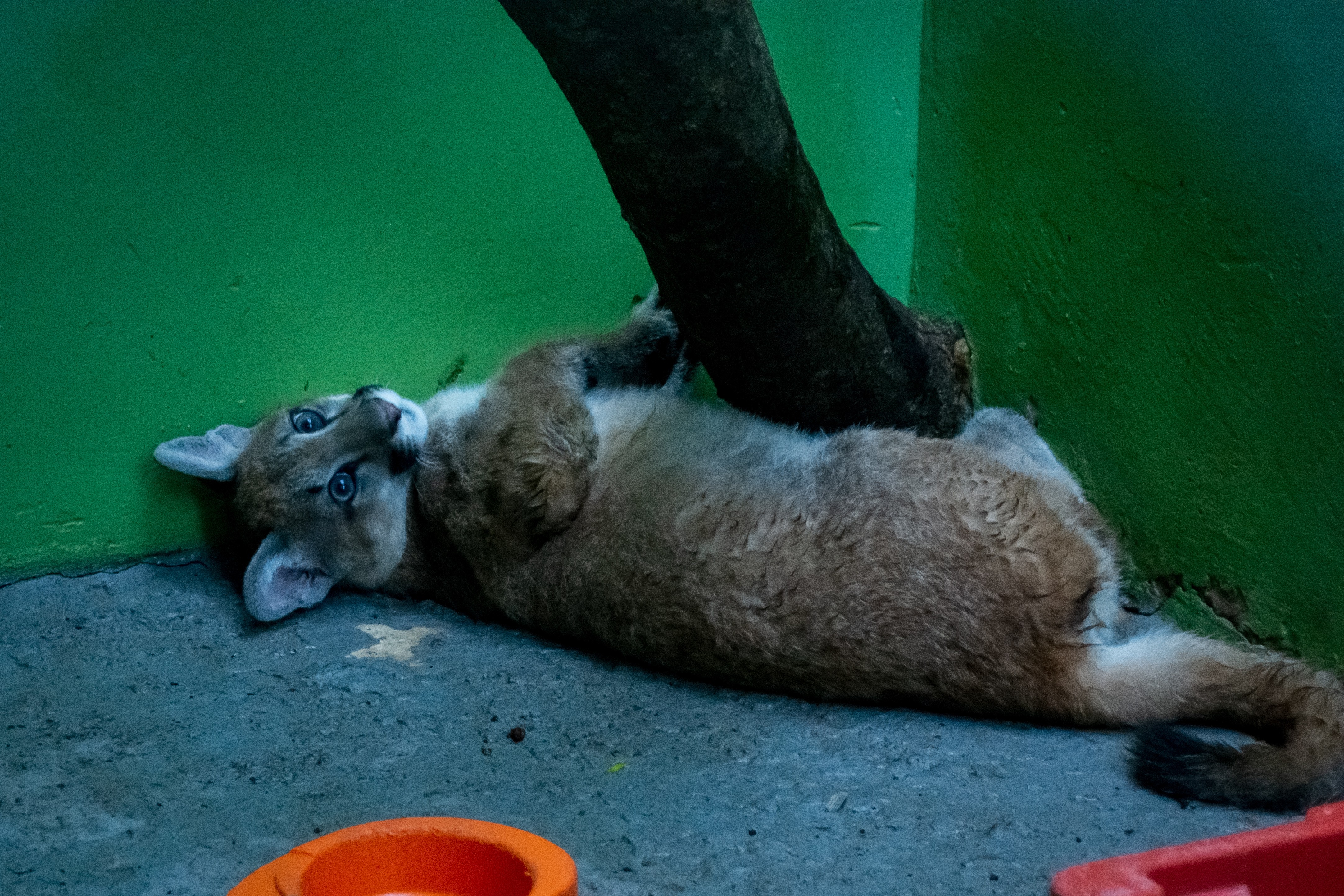 Expansão urbana e conscientização refletem no crescimento de ocorrências com animais silvestres no Oeste Paulista