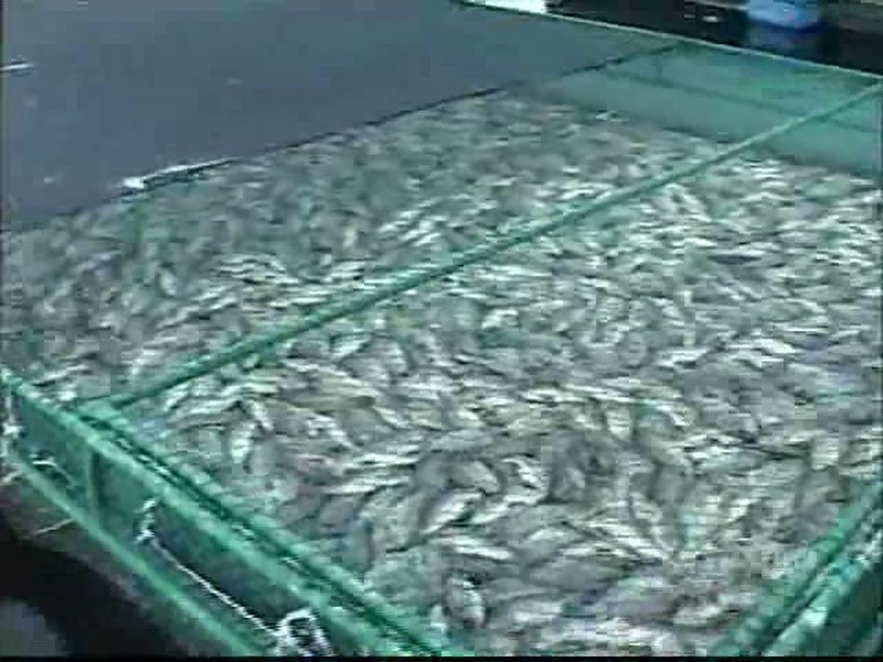 Criação de tilápia em cativeiro  caiu para menos de 10%. Ceará, que já foi o maior produtor, agora precisa importar o peixe. (Foto: Reprodução/TV Verdes Mares)
