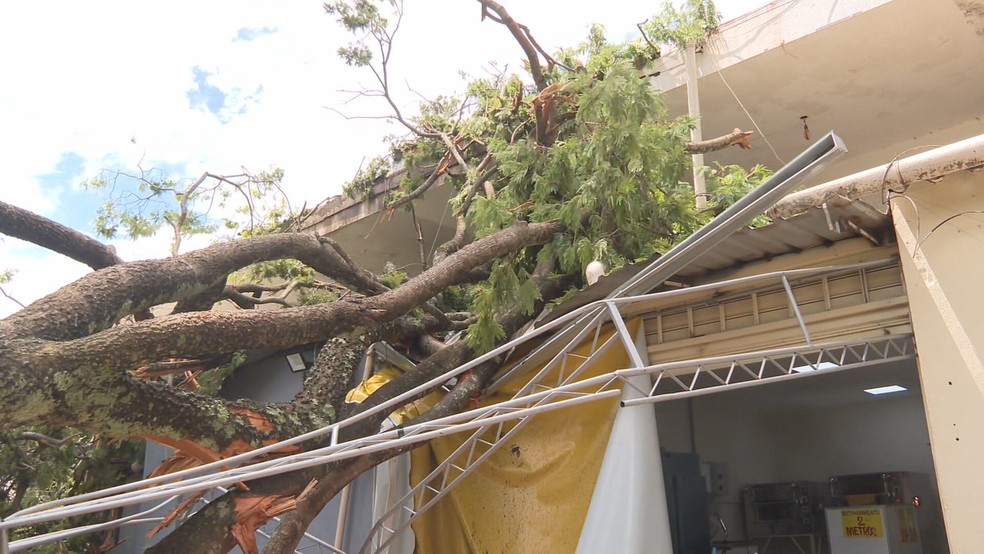 Árvore de 15 metros de altura cai em cima de comércio, na 414 Sul, no DF — Foto: TV Globo /Reprodução