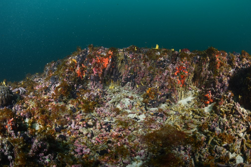 Recife de corais encontrado na costa paulita &Atilde;&copy; o mais ao sul do Oceano Atl&Atilde;&cent;ntico &acirc;?? Foto: Rodrigo Melo/Divulga&Atilde;&sect;&Atilde;&pound;o
