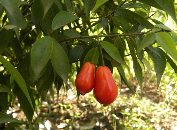 Fruta Pitanga-jambo (Foto: Hélton Josué Teodoro Muniz/Divulgação)