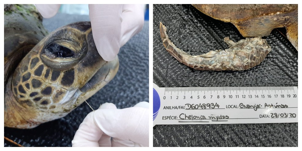 Tartaruga viva com amputação por petrecho e linha na boca  — Foto: Divulgação/Instituto Gremar