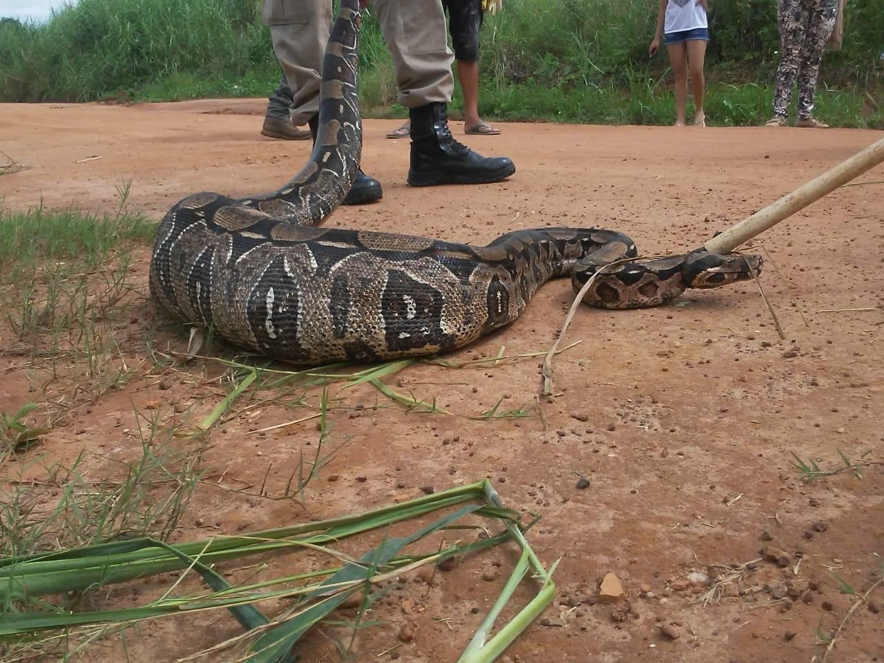 Trabalhador encontra jiboia de 2 metros ao roçar terreno baldio em Rondônia thumbnail