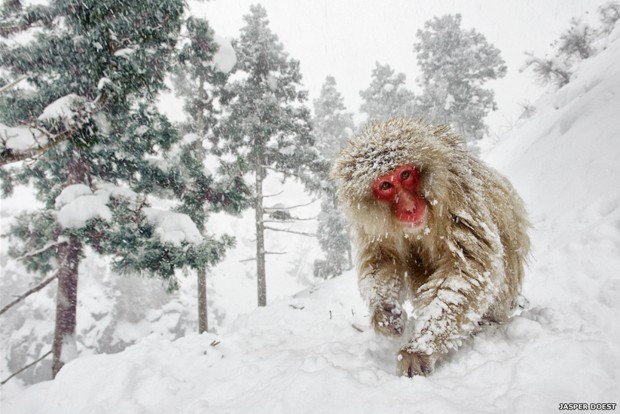Jasper Doest conquistou o primeiro lugar na categoria Vida Selvagem Terrestre com essa imagem de um macaco no Parque Jigokudani em Nagano, no Japão (Foto: Jasper Doest)