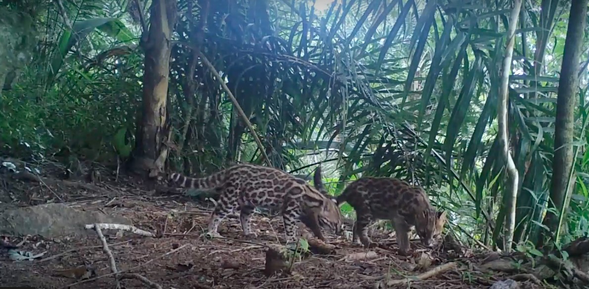 Câmeras usadas para monitorar animais silvestres são furtadas na Região Serrana do RJ
