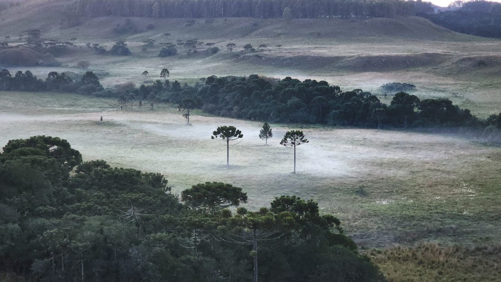 Geada fina cobriu vegetação em São Joaquim — Foto: Mycchel Legnagi/ Divulgação
