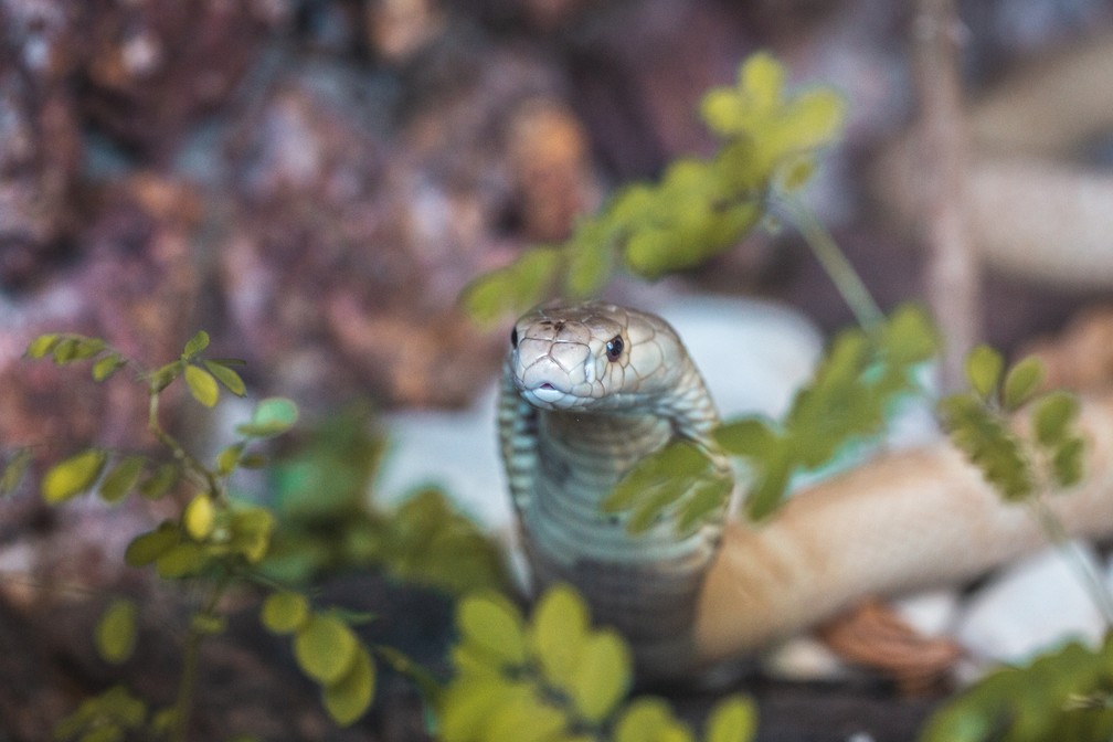 Cobra naja que picou estudante em Brasília faz ensaio fotográfico no zoológico  — Foto: Ivan Mattos/Zoológico de Brasília