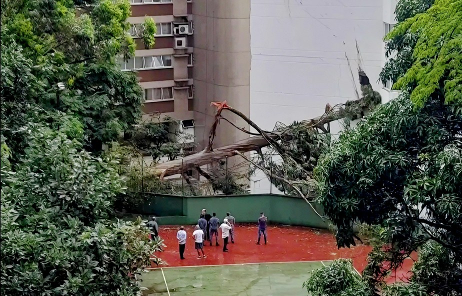 Árvore cai na zona sul de São Paulo, abre cratera em prédio e fica presa na altura do terceiro andar