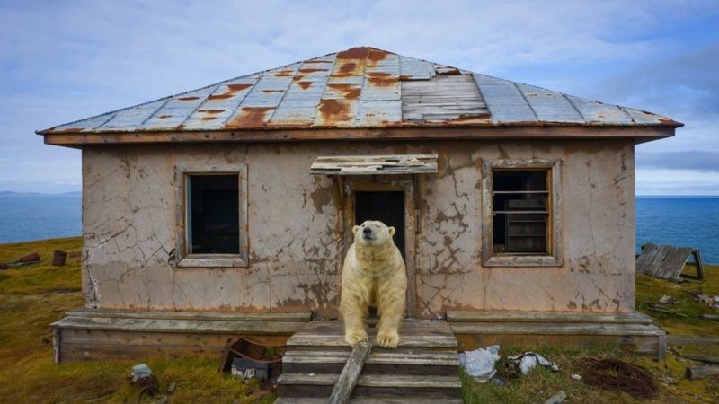 Dmitry Kokh usou um drone para capturar as imagens dos ursos (Foto: Dmitry Kokh via BBC News)