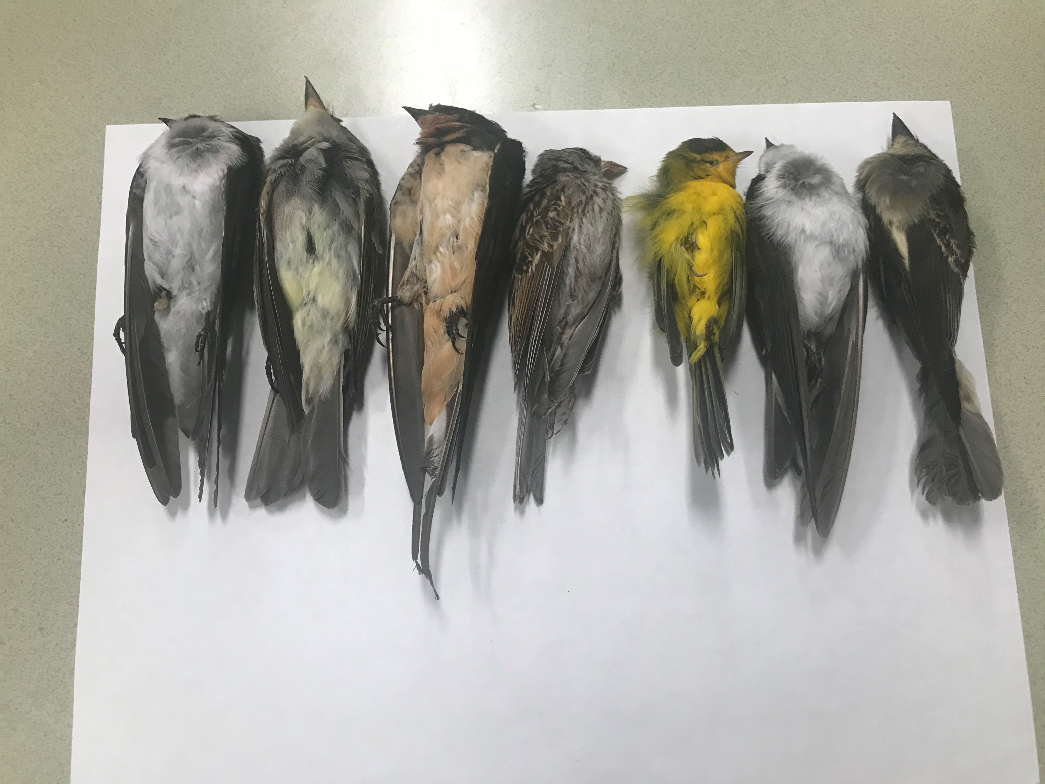 Milhares de pássaros estão caindo mortos do céu no sudoeste dos EUA