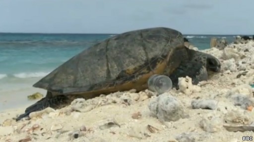 Tartaruga vivendo em meio a garrafas no Havaí; plástico tem sido encontrado no estômago de animais (Foto: BBC)