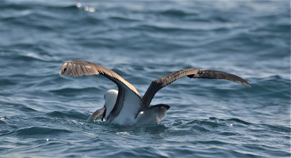 Flagrantes de comportamento das aves marinhas também surpreenderam os observadores na saída pelágica — Foto: Fábaio Barata/Acervo Pessoal
