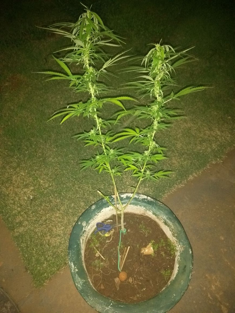 PÃ© de maconha cultivado pelo tatuador (Foto: PM/DivulgaÃ§Ã£o)