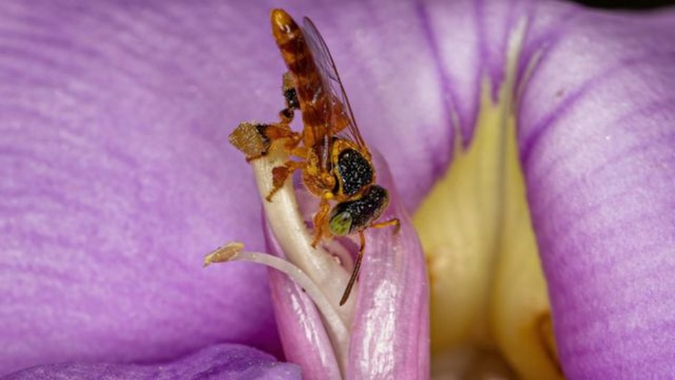 A abelha jataí é uma das espécies sem ferrão encontradas no Brasil — Foto: Getty Images