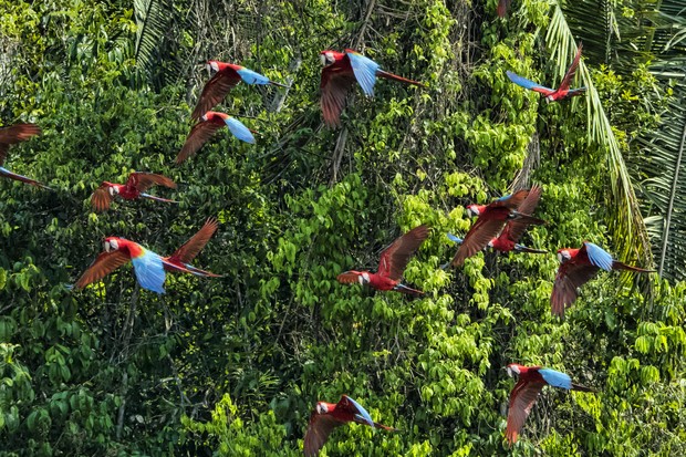 7 organizações que ajudam a proteger a Amazônia (Foto: Getty Imags)