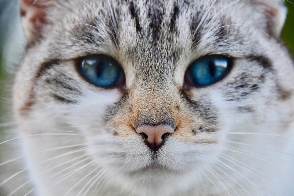 Gato na Bélgica contrai Covid-19 do dono; entenda (Foto: Pixabay)