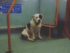Cão encontrado 'tristonho' em ônibus é devolvido para dona na Inglaterra 