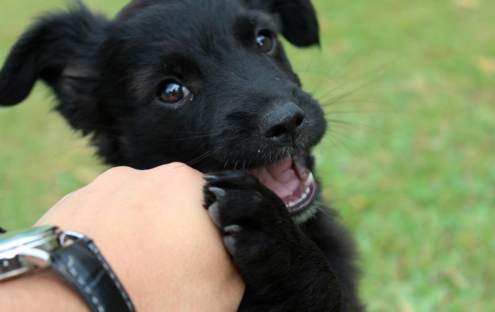 Estudo afirma que cães choram ao se reencontrarem com tutores— Foto: Pixabay/Divulgação