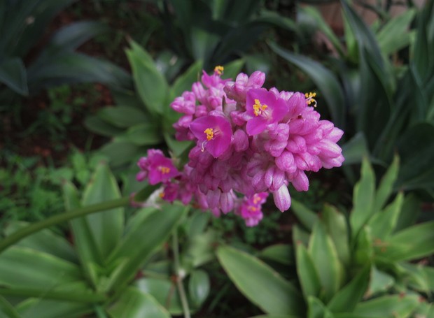 Com folhas dispostas em aspecto de roseta, a suculenta espironema é uma excelente forração para jardins (Foto: Maria Ignez Calhau / Flickr / Creative Commons)