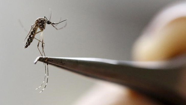 Mosquito Aedes aegypti é examinado em laboratório de Cali, na Colômbia. O mosquito é transmissor de zika vírus, dengue e febre chikungunya (Foto: Jaime Saldarriaga/REUTERS)