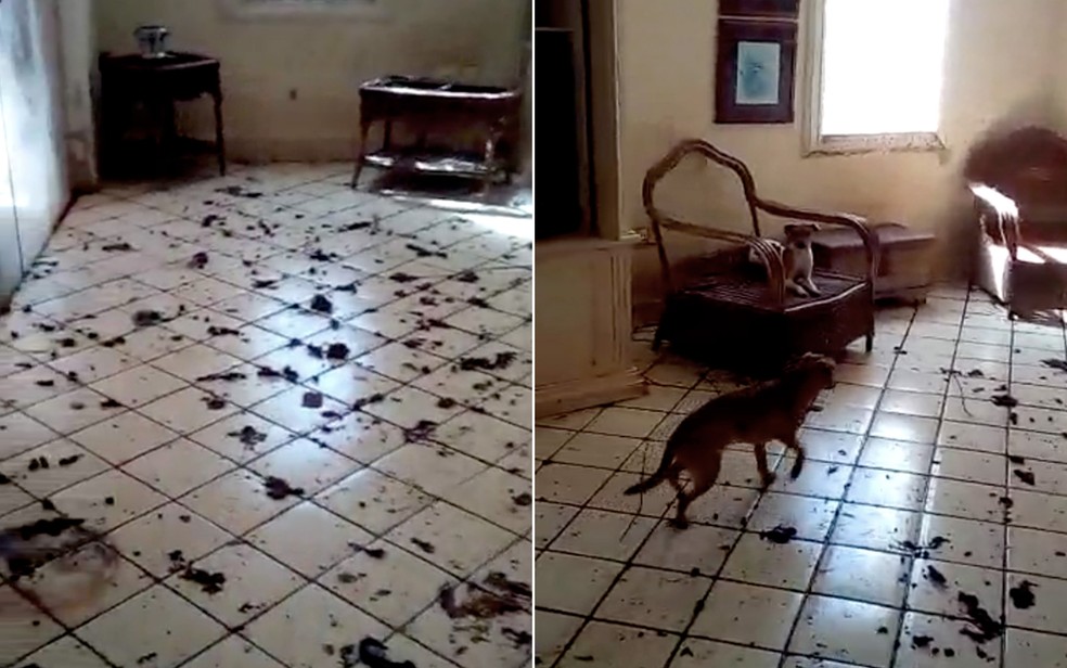 Casa onde cães estavam na zona Sul de Ribeirão Preto, SP, é achada lotada de fezes   — Foto: Daniela Bertalo Azevedo 