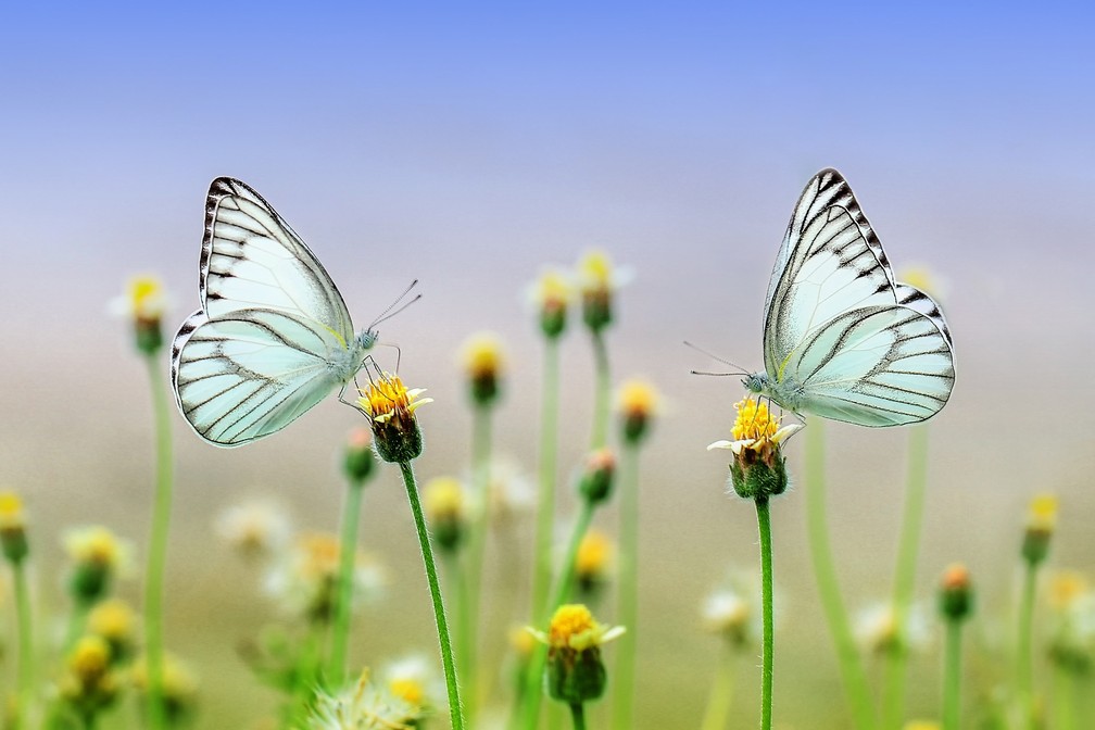 A populaÃ§Ã£o de diversas espÃ©cies de borboletas estÃ¡ em declÃ­nio, alÃ©m de abelhas e libÃ©lulas â€” Foto: Pixabay