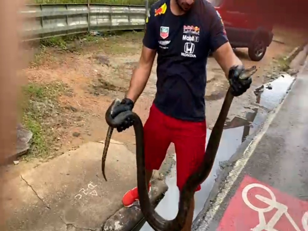 Cobra encontrada em ônibus em Manaus — Foto: Reprodução