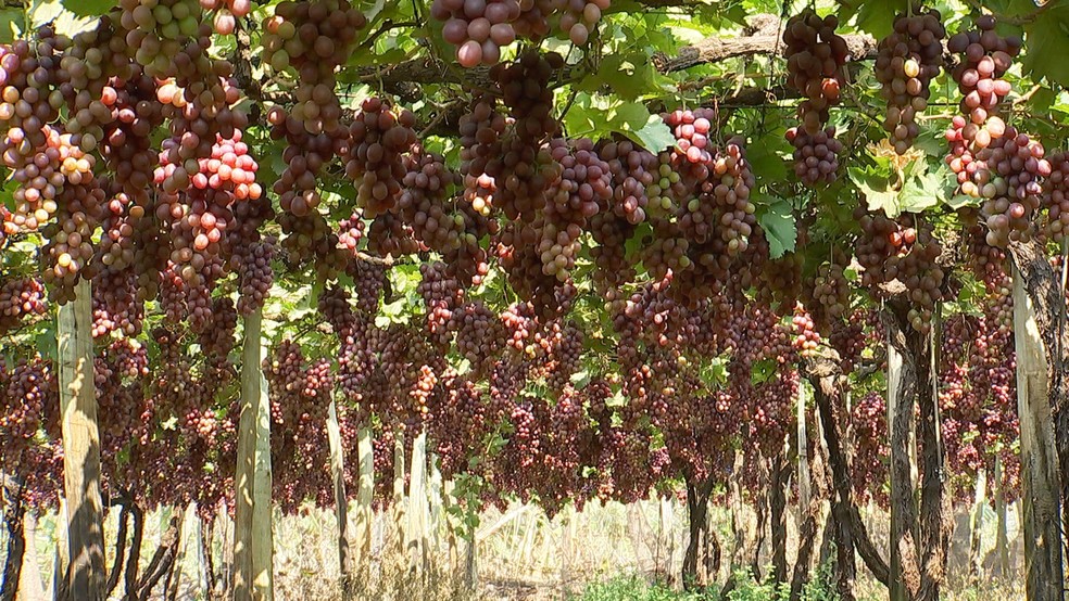 Produtores do Noroeste Paulista colhem safra de uva — Foto: TV TEM/Reprodução 