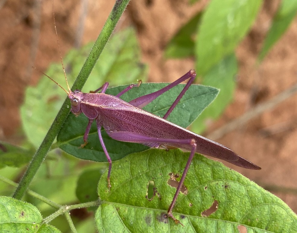 Rara Na Natureza Esperanca Cor De Rosa E Fotografada Em Mg Terra Da Gente G1