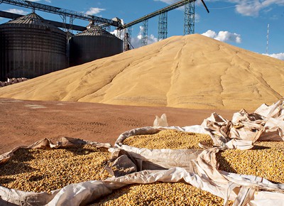 Silagem de milho em sacos (Foto:  José Medeiros/Editora Globo )