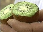 No RS, produtores de kiwi esperam aumento de 20% nesta safra