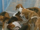 Dois homens são presos e 18 cães apreendidos por caça ilegal em MG